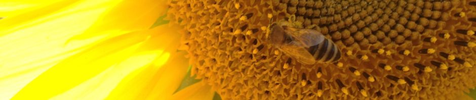 Bienenzuchtverein Graz – St. Peter